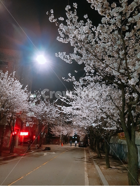 벛꽃나무,벚꽃축제,야경,벚꽃,벚꽃야경,봄,계절,spring,season,야경,밤,풍경,nightscape,night,landscape,plant,식물,blossom,꽃,flower,cherry blossom