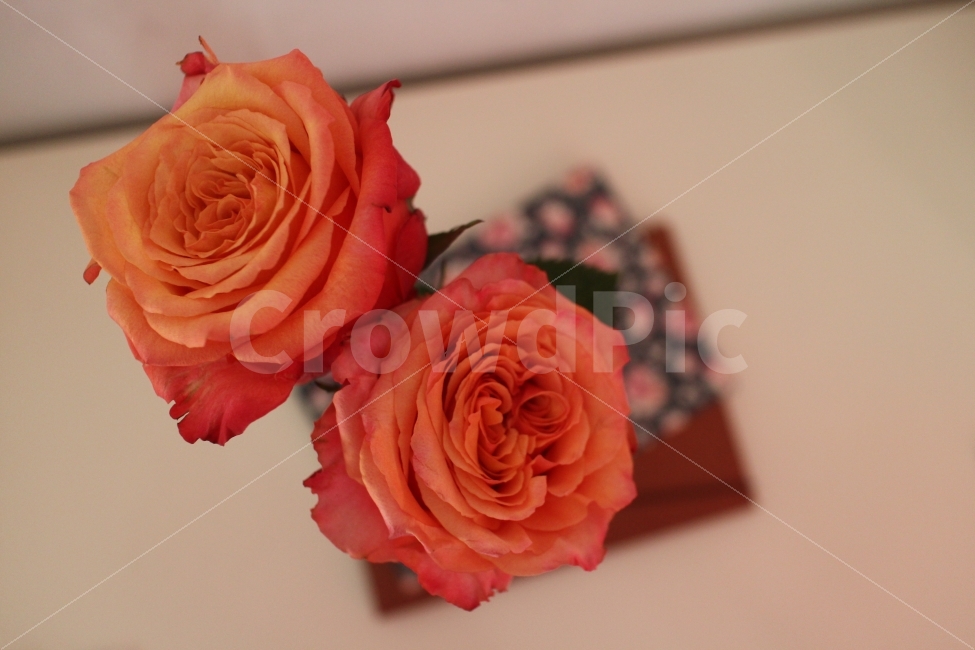 꽃,flower,rose,장미,로즈,floral,식물,자연,plants,nature,감성,sensible,feeling,꽃,flower