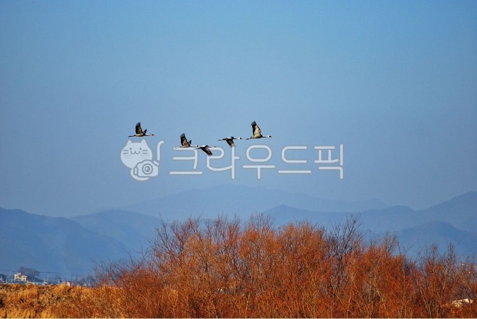 동물, 새, 학, 두루미, 이동, 사진,이미지,일러스트,캘리그라피 - 깨비선생작가