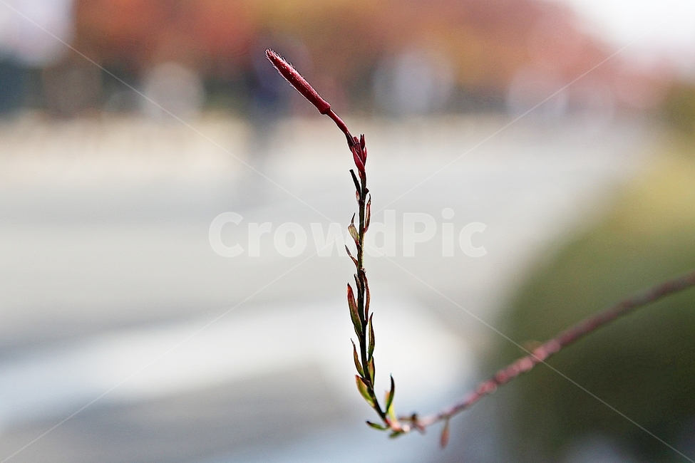 가우라,꽃,꽃잎,잎,줄기,식물,공원,자연,가을,식물,자연,plants,nature,꽃,flower