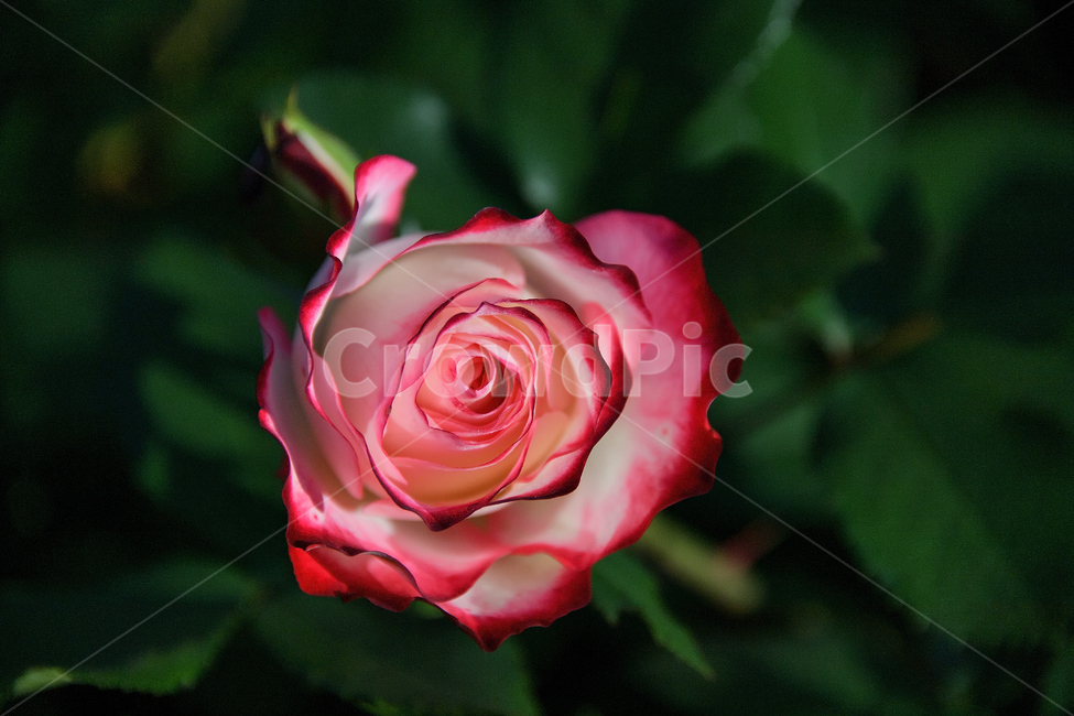 장미,장미꽃,꽃사진,식물,꽃,식물,자연,plants,nature,꽃,flower