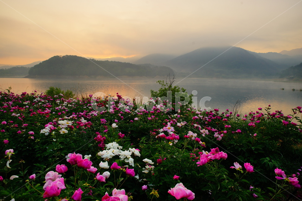 작약,대청호,꽃,대전관광,풍경,자연,풍경,nature,landscape,geranium,제라늄,flower,plant,식물,blossom