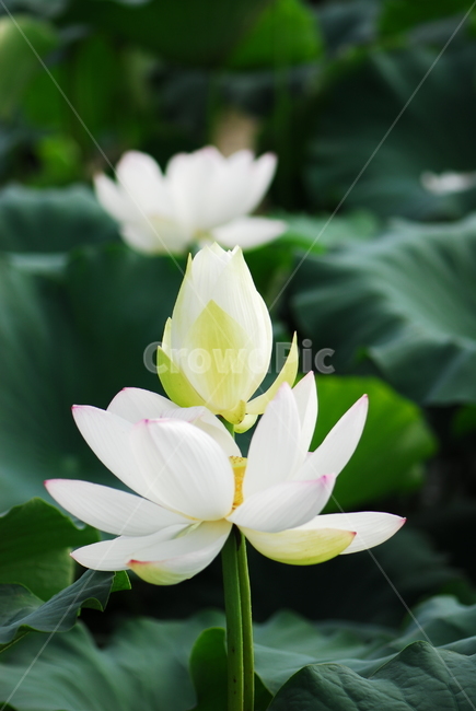 꽃,연꽃,관곡지,불교,여름,식물,자연,plants,nature,꽃,flower