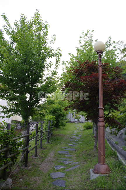 나무,가로등,식물,길,초록,자연,풍경,nature,landscape
