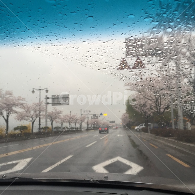 벚꽃,비오는날,꽃,빗방울,비,봄비,봄,계절,spring,season,road,도로,asphalt,아스팔트