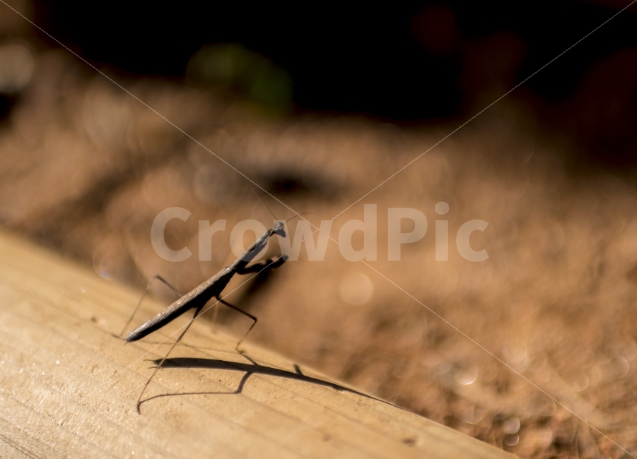 사마귀,곤충,갈색사마귀,작은사마귀,접사,동물,animal,곤충,벌레,insect,bug