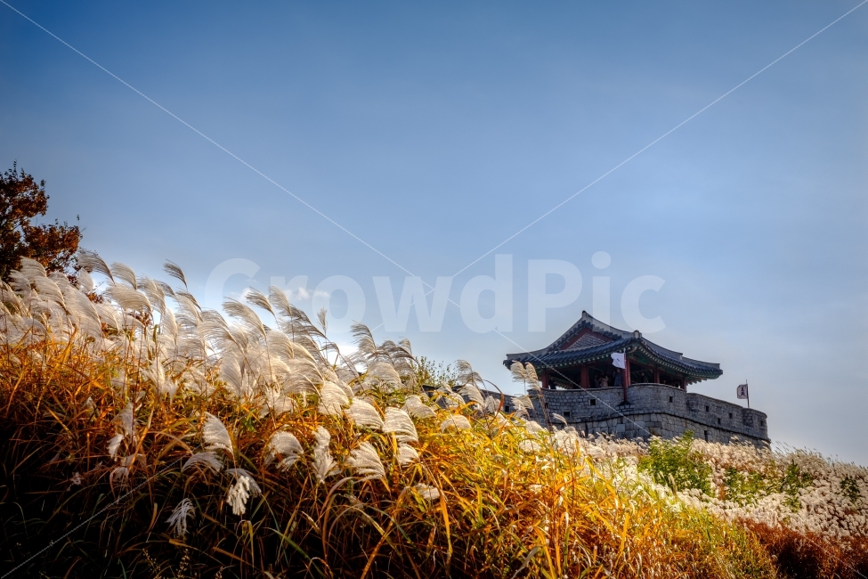 가을,화성행궁,갈대,황금빛,commonreed,fall,autumn,후지필름,가을,계절,fall,autumn,season,자연,풍경,nature,landscape,한국자연풍경,한국자연경관,korea nature landscape,한국전통,한국문화,korean traditional,korean culture,랜드마크,landmark,tourist attraction,한국랜드마크,한국관광지,한국명소,korea landmark,korea tourist attraction,building,건물,architecture,건축물