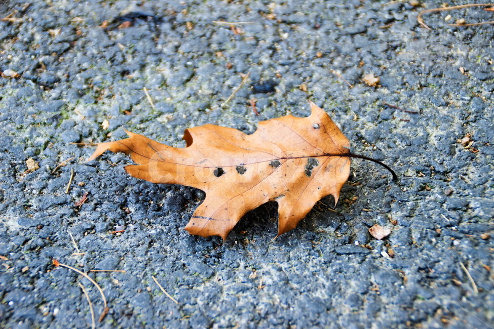 낙엽,가을,잎,plant,leaf,ground,바닥