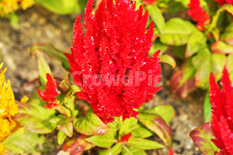 자연,야외,공원,빨간,꽃,식물,식물,자연,plants,nature,꽃,flower