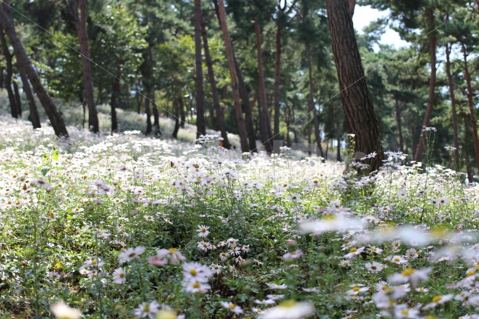 구절초,구절초축제,꽃,flower,canon,100d,dslr,스냅,자연,풍경,nature,landscape,한국자연풍경,한국자연경관,korea nature landscape,plant,식물,vegetation,초목,tree,나무,woodland,삼림지,land,땅,forest,숲,outdoors,옥외