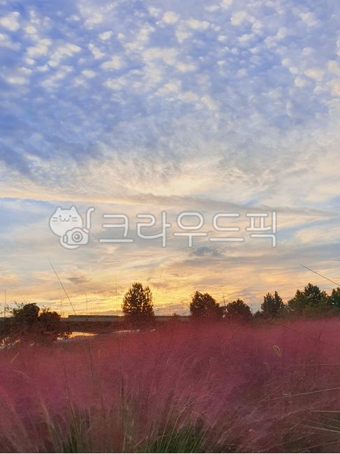 pink muhly,pink plant,pink,fall plant,nature,pinkmuhly,grass,plant,plant,sunset,afternoon,evening,background,emotion,cloud,sky