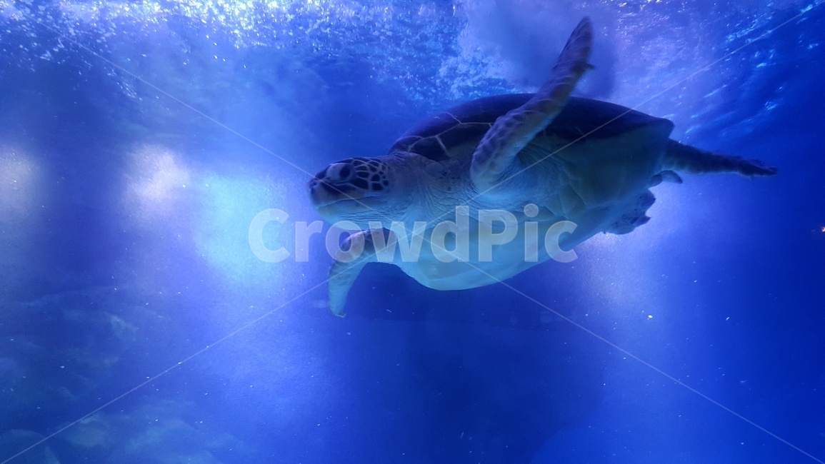 자라,거북이,아쿠아리움,바다,동물,물,헤엄,수영,water,animal,turtle,sea
