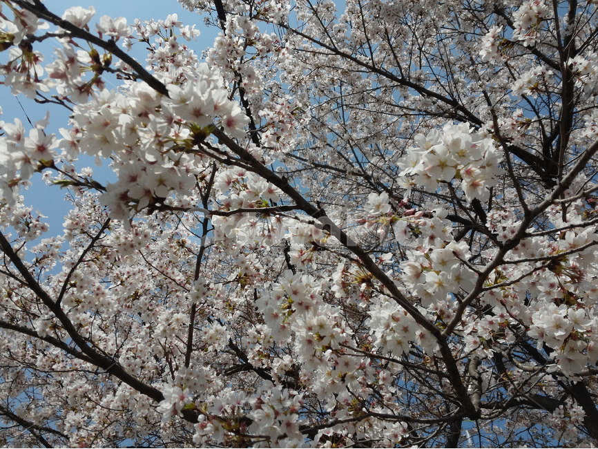 꽃,벗꽃,가로수,하늘,싱그러움,봄,만개,나무,봄,계절,spring,season,식물,자연,plants,nature,꽃,flower,plant,blossom