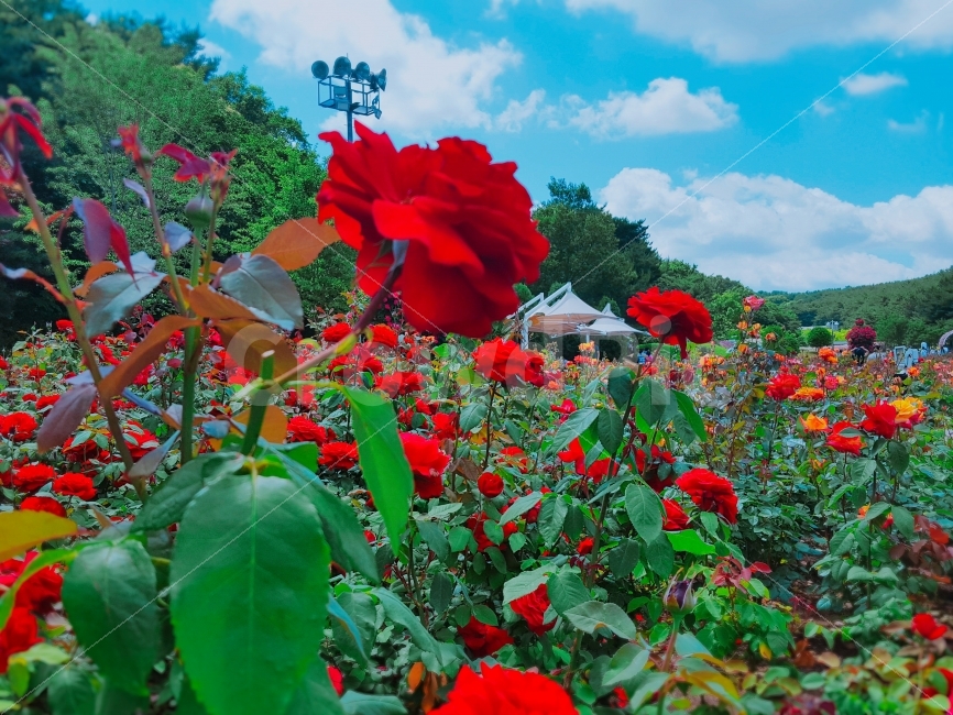 여행,travel,여행사진,국내여행,혼자여행,사진,울산,울산여행,배경사진,배경,이쁜사진,색감,색감좋은사진,울산대공원,풍경,풍경사진,장미,꽃,빨간장미,장미축제,빨강,식물,자연,plants,nature,꽃,flower
