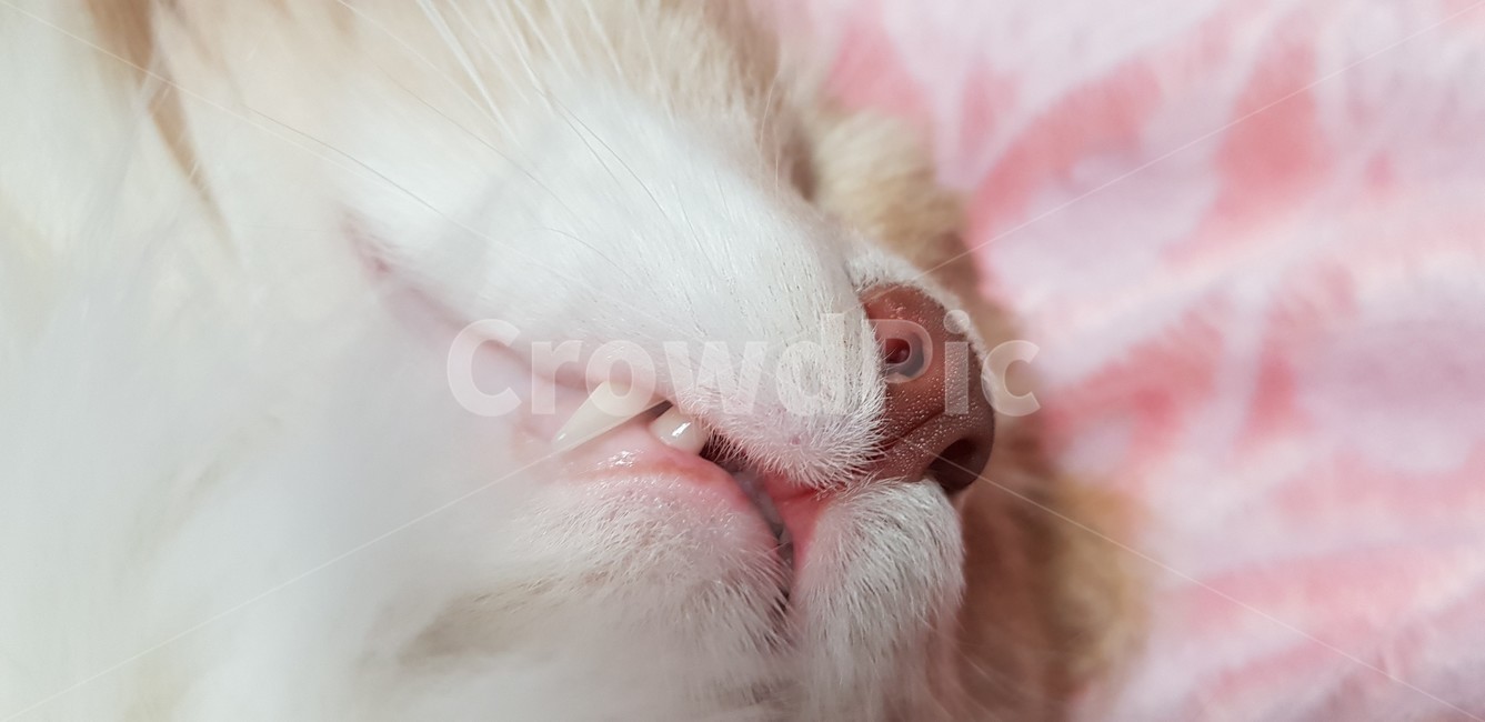 고양이,송곳니,분홍,자는모습,동물,냐옹이