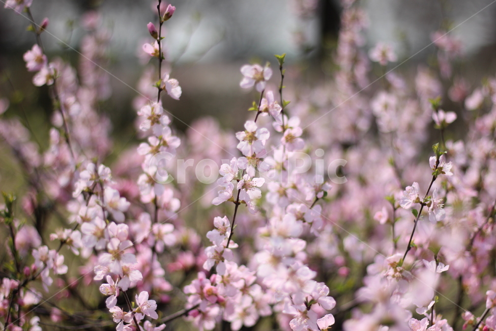 봄,봄꽃,벚꽃,꽃,풍경,cherryblossom,flower,spring,springtime,landscape,scenery,pink,봄,계절,spring,season,식물,자연,plants,nature,꽃,flower,plant,blossom