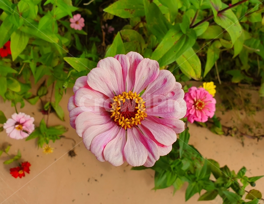 백일홍,야생화,꽃잎,꽃,식물,plant,화분,pollen,beautiful,petal,vibrant,color,wildflower,zinna,fresh,vivid,closeup,life
