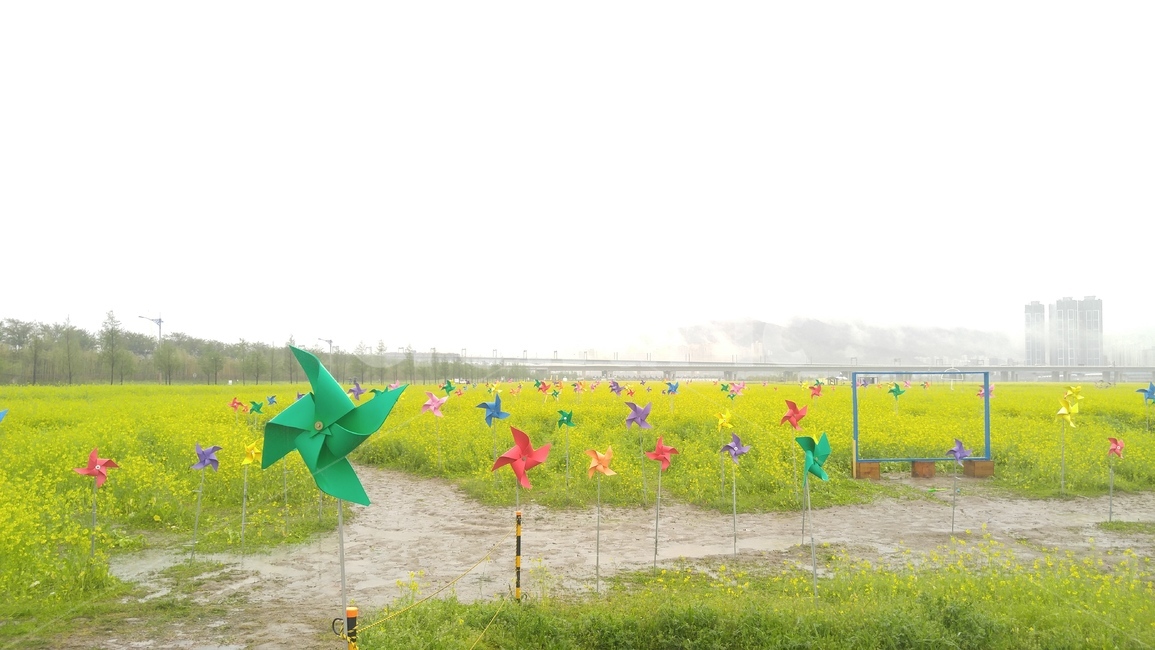 바람개비,유채꽃,비,목초지,grassland