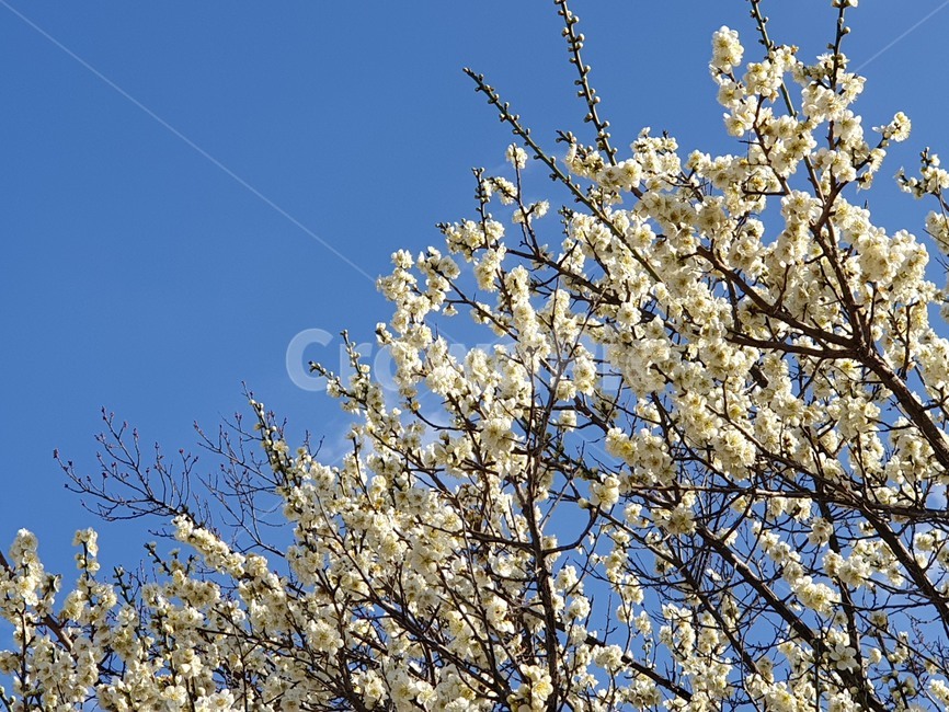 봄,봄꽃,매화,꽃,자연,봄,계절,spring,season,자연,풍경,nature,landscape,plant,식물,blossom,flower,cherry blossom,벚꽃
