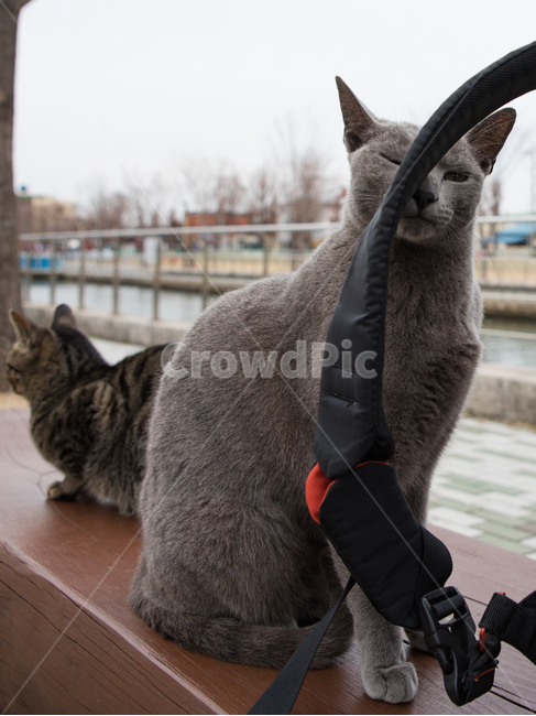 cat,고양이,길고양이,코숏,코리아숏헤어,러시안블루,러블,포항운하,운하,kitty,kitten,길냥,동물,animal,동물,animal,포유류,mammal,고양이,cat,kitten,kitty