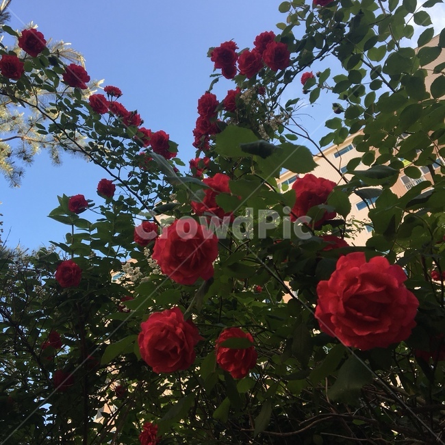 장미꽃,꽃,장미,자연,풍경,빨간색,봄