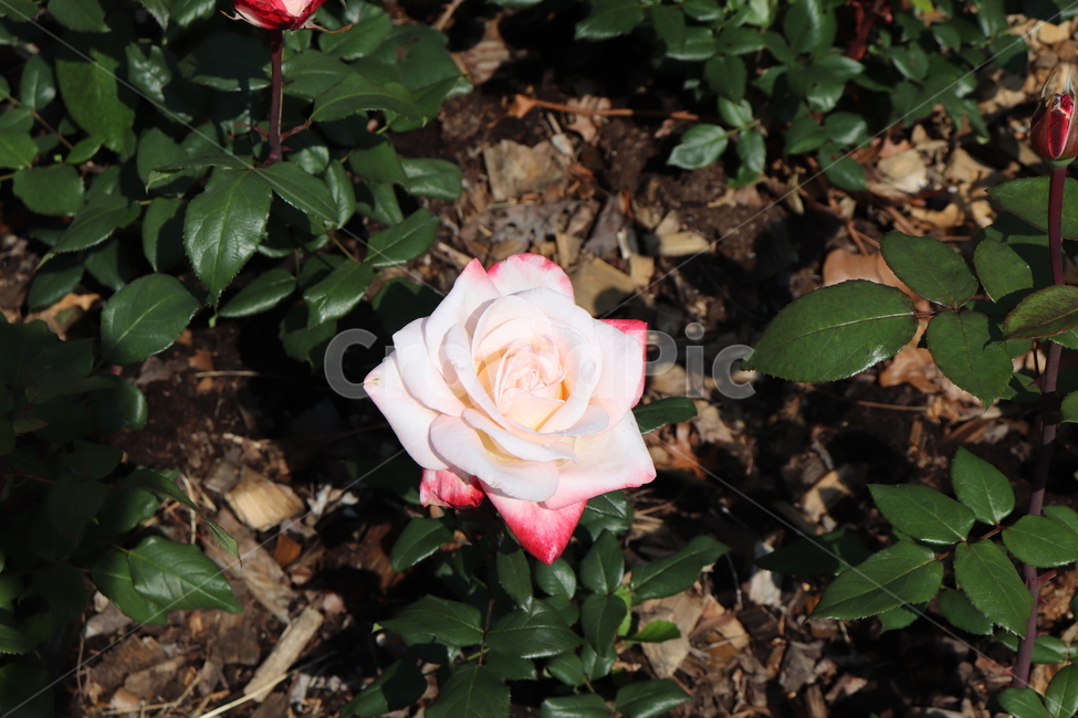 꽃,장미,blossom,flower,rose,식물,plant