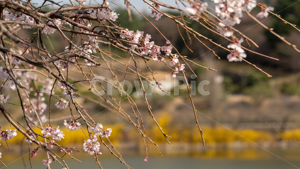 벚꽃,봄꽃,꽃,계절,season,봄,spring,cherryblossoms,꽃축제,봄날,화려한,예쁜,가로수,자연,벚꽃축제,수수한,나무,연분홍색,핑크색,바탕,공원,정원,봄하늘,flower,nature,garden,beautiful