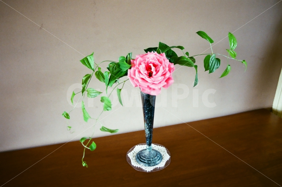 꽃,단아,감성,따뜻함,화병,식물,자연,plants,nature,꽃,flower,실내용화초,화분,화초,house plant,감성,sensible,feeling,인테리어,실내디자인,interior design