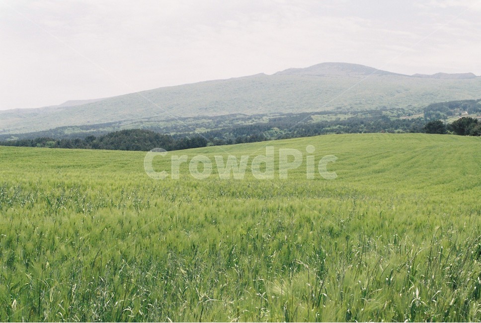 필름사진,제주,자연,청보리밭,풍경,초록,필름,여행,green,nature,film,자연,풍경,nature,landscape,한국자연풍경,한국자연경관,korea nature landscape,제주도,jeju,jeju island,plant,식물,grass,잔디,outdoors,옥외,field,들,grassland,목초지