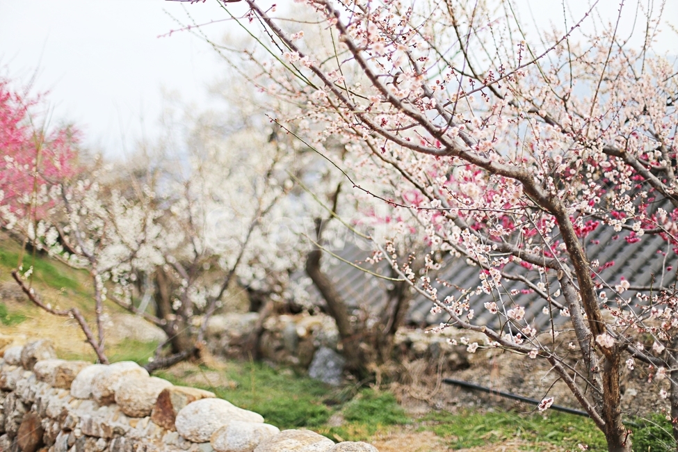 하동,매화마을,매화축제,매화꽃,매화,꽃,flower,hadong,봄,계절,spring,season,자연,풍경,nature,landscape,plant,식물