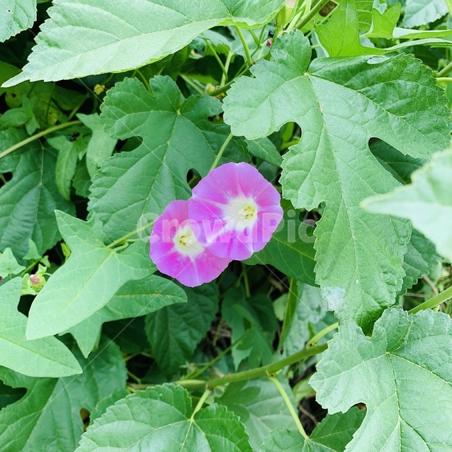 나팔꽃,들꽃,보라색꽃,자연,풍경,생명