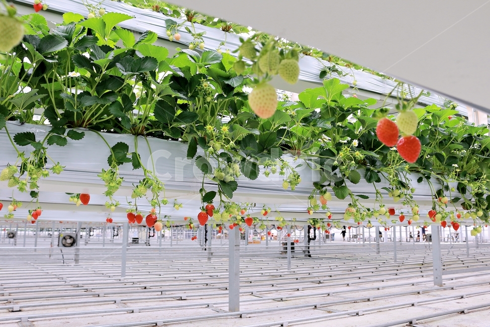 딸기,과일,딸기농장,열매,음식,red,먹음직,작물,식물,온실,하우스딸기,strawberry,과일,열매,fruit,산업,industry,industrial,농업,농사,agriculture,farming,farming industry