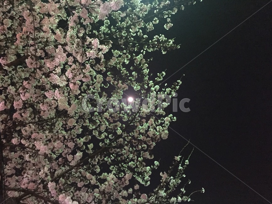 벚꽃,달,봄,밤,빛,spring,밤벚꽃,야경,감성풍경,봄,계절,spring,season,야경,밤,풍경,nightscape,night,landscape,plant,식물