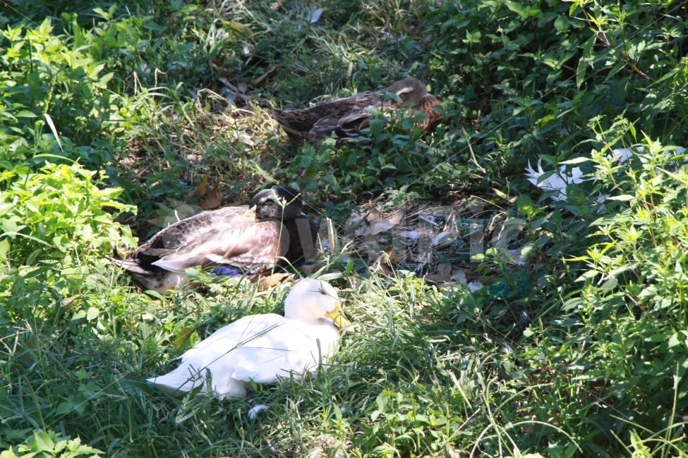 오리,숲,휴식,야생,동물,세마리,동물,animal,조류,새,birds,휴식,힐링,rest,relaxation,healing
