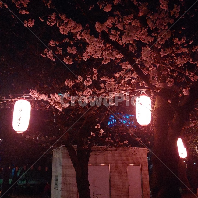 벚꽃,일본,조명,야경,꽃놀이,야경,밤,풍경,nightscape,night,landscape,plant,식물,flower,꽃,blossom