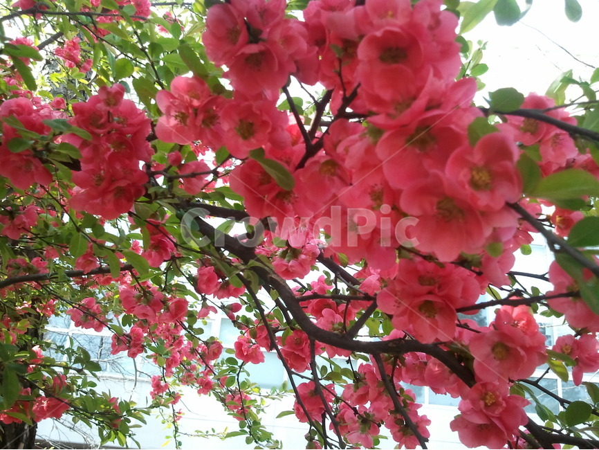 산당화,명자나무,명자나무꽃,예쁜꽃,붉은꽃,식물,자연,plants,nature,꽃,flower