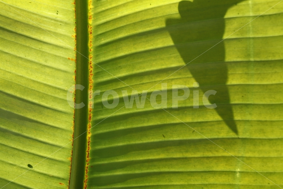 식물,식물원,빛,그림자,초록,식물,자연,plants,nature,텍스처,질감,패턴,texture,pattern