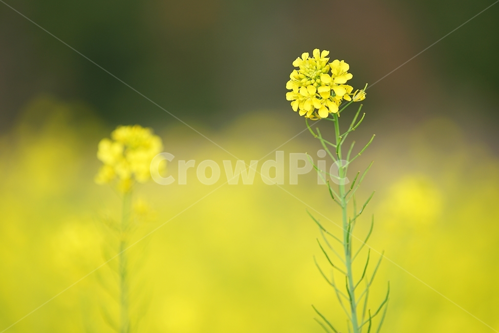 유채꽃,제주도,유채꽃축제,봄꽃,꽃,봄,계절,spring,season,식물,자연,plants,nature,꽃,flower,plant,blossom