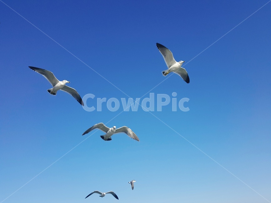 갈매기,바다,하늘,새,bird,동물,동물,animal,조류,새,birds