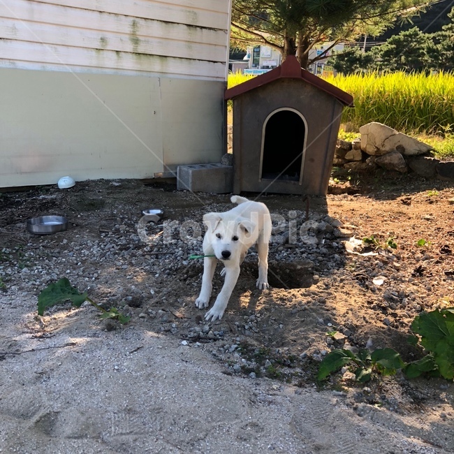 강아지,멍뭉이,댕댕이,백구,진돗개,시골
