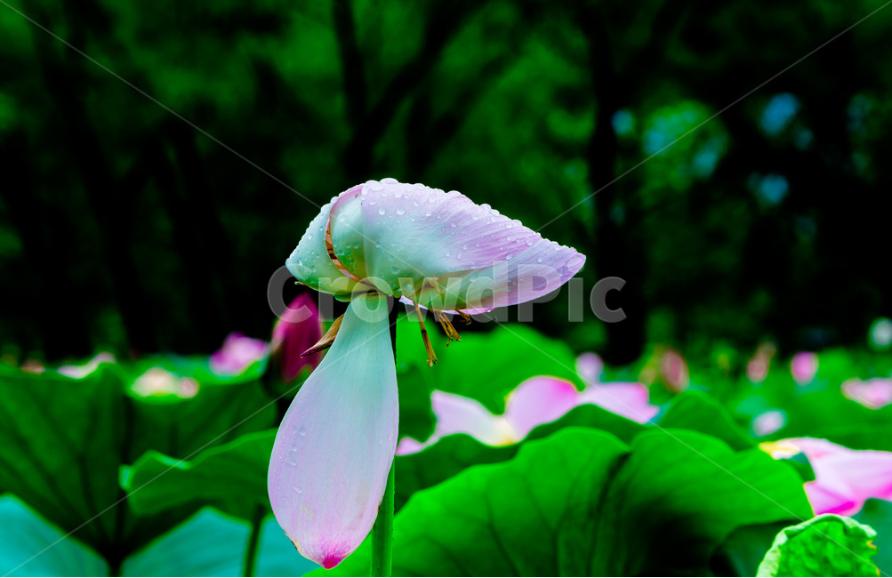 연꽃,연잎,문양,무늬,습지,식물,자연,plants,nature,꽃,flower