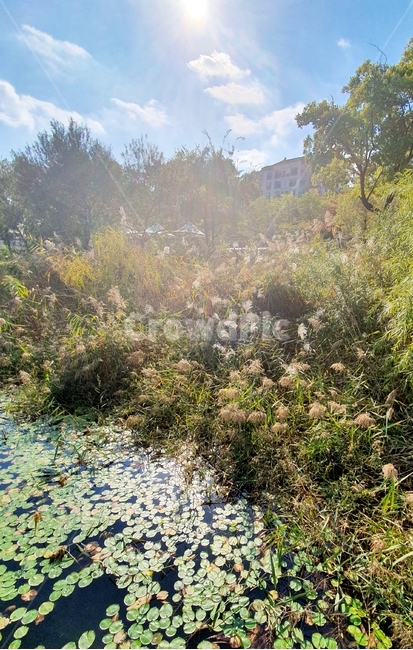 가을,햇살,공원,갈대,호수,연못,연꽃,하늘,햇빛,구름,식물,자연,plants,nature