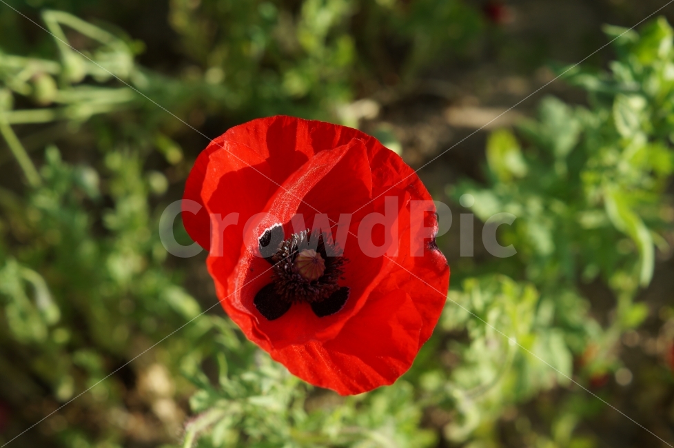 봄꽃,봄꽃축제,야생화,태화강,꽃사진,양귀비,식물,자연,plants,nature,꽃,flower
