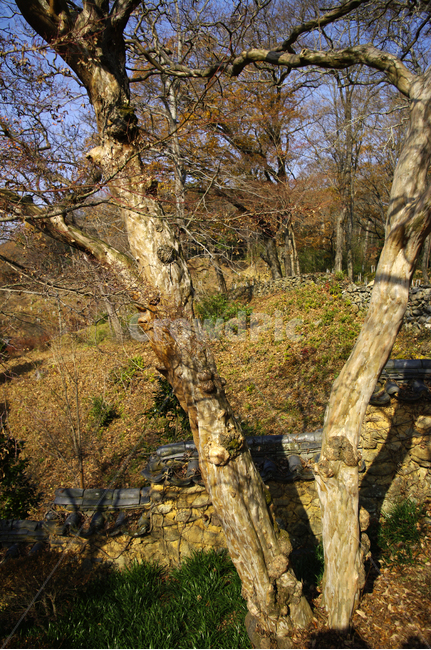 겨울,나무,식물,plant,숲,자연,풍경,nature,landscape,tree,tree trunk,나무 줄기