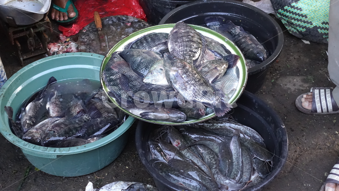 마켓,market,시장,fish,생선