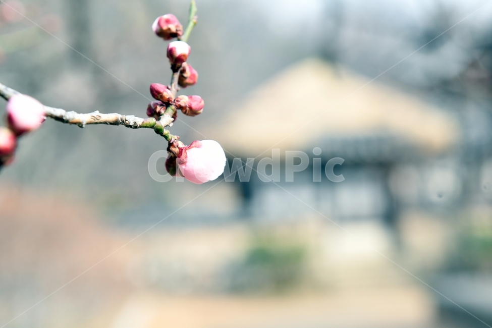 봄,벗꽃,꽃,꽃망울,초가집,시골,풍경,봄,계절,spring,season,식물,자연,plants,nature,꽃,flower,plant