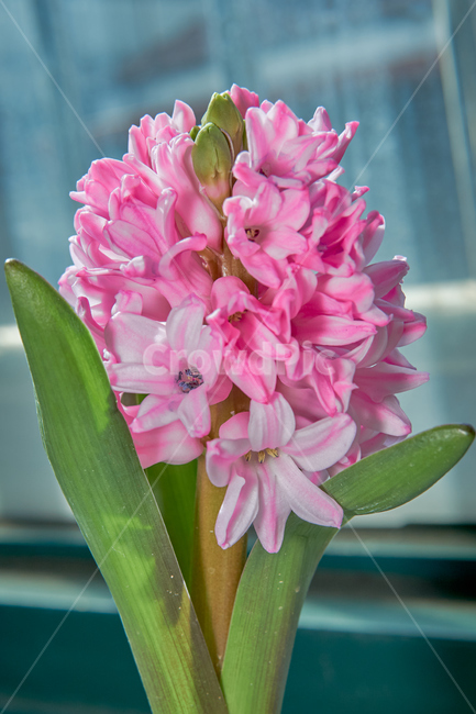 꽃,flower,plant,자연,nature,생태계,봄,spring,입춘,생화,조화,화분,화원,꽃집,꽃밭,히아신스,hyacinth,식물,식물,자연,plants,nature,꽃,flower