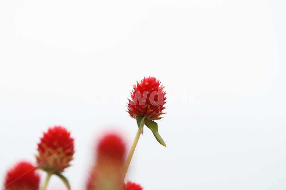 꽃,식물,천일홍,자연,감성사진,식물,자연,plants,nature,꽃,flower