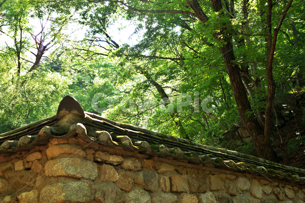 돌담,담쟁이,자연,나무,숲,기와,숫기와,전통,자연,풍경,nature,landscape,한국자연풍경,한국자연경관,korea nature landscape