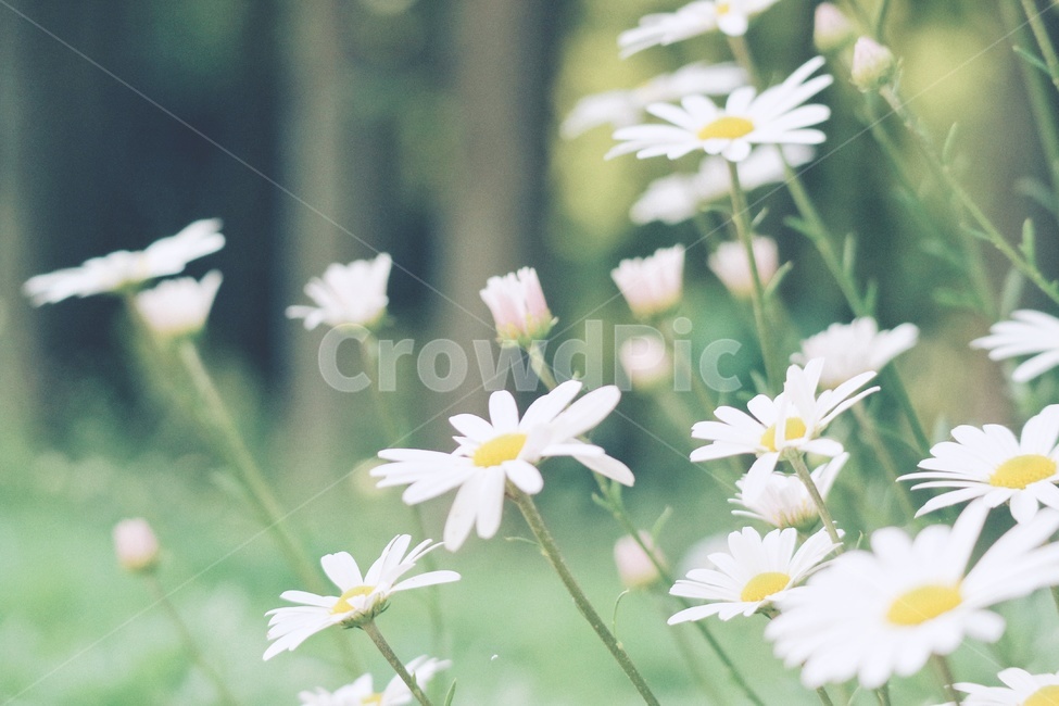 구절초,꽃,flower,감성,자연,nature,식물,자연,plants,nature,꽃,flower,감성,sensible,feeling